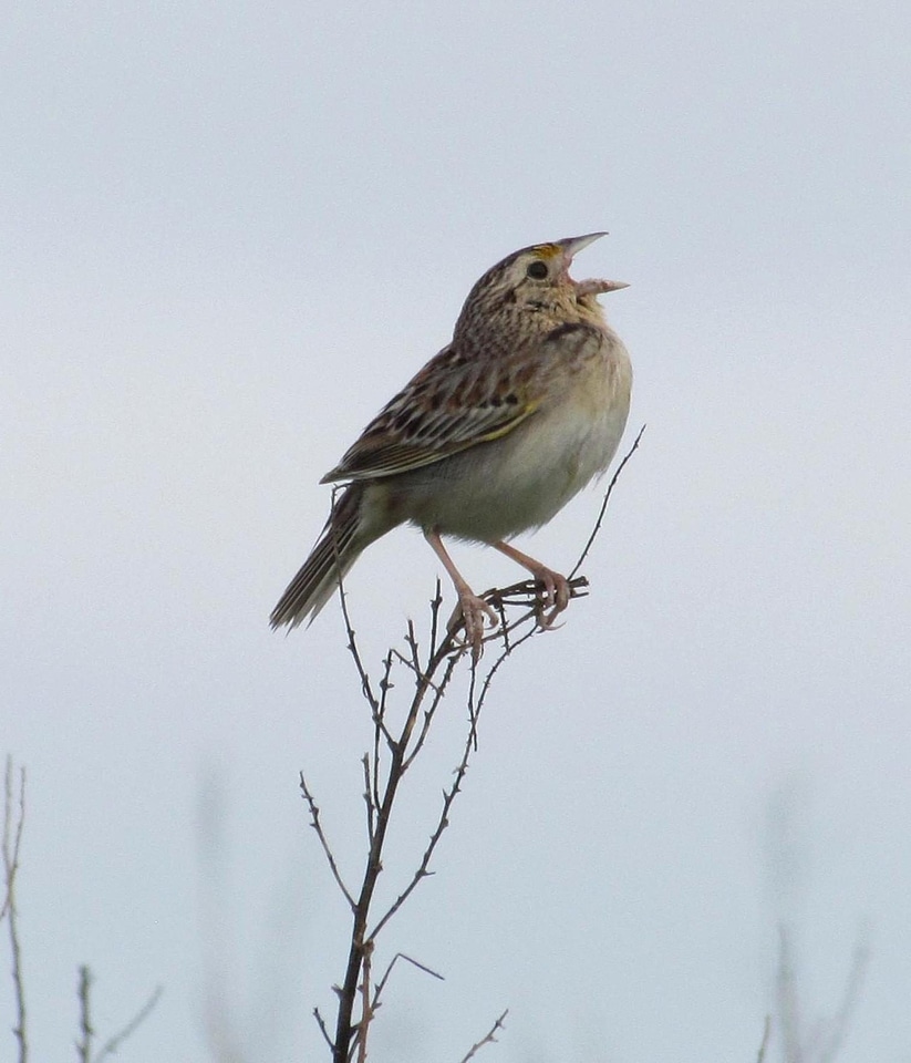 Bird Primula veris sing