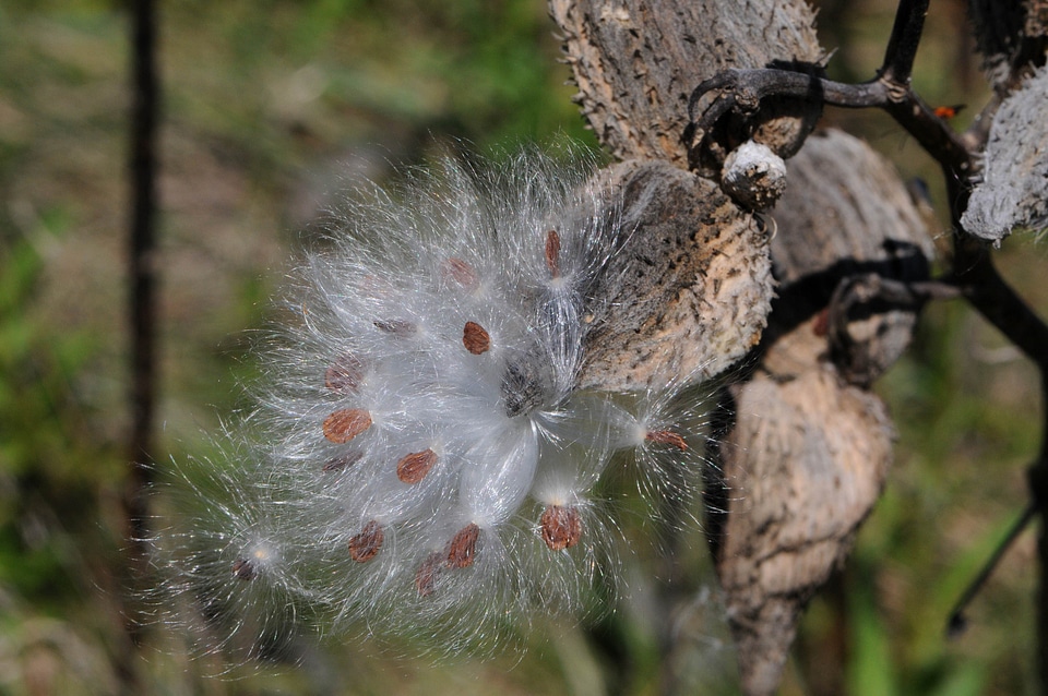 Asclepias Syriaca autumn blow