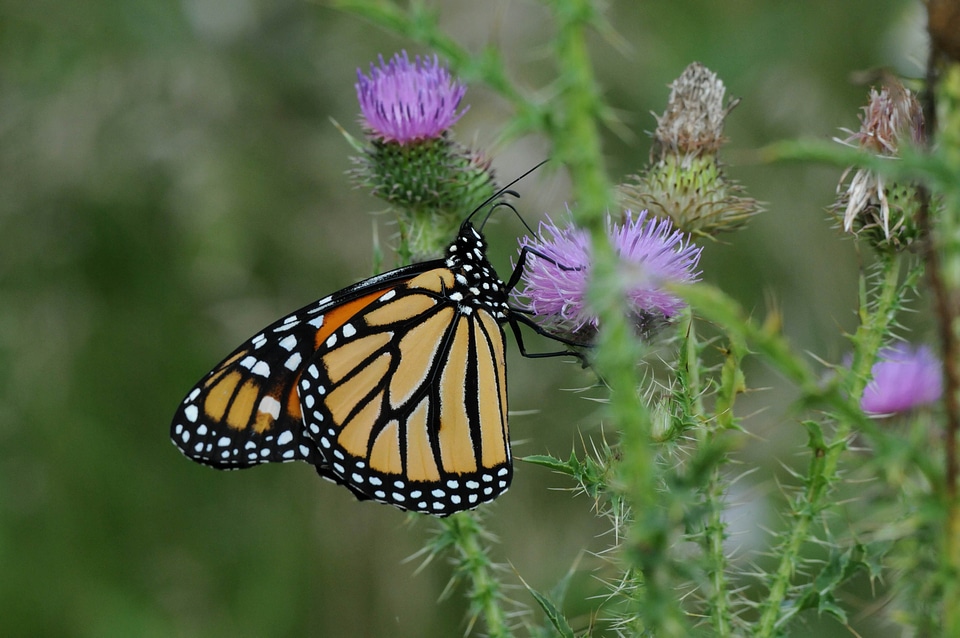Blossoming butterfly butterfly flower