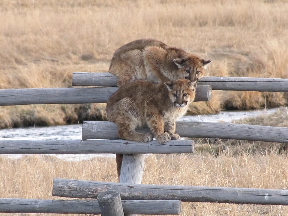 Kitten mountain panther
