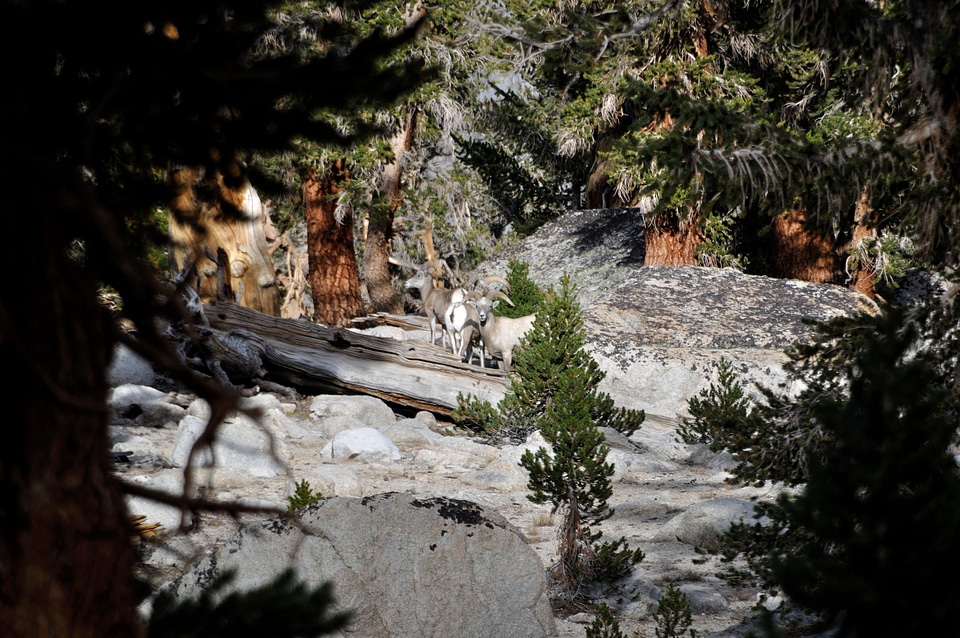 Big Horn sheep sierra photo