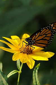 Bloom bug butterfly photo