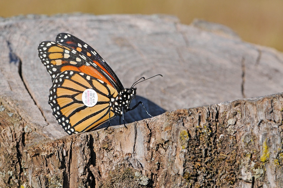 Bug butterfly lumber