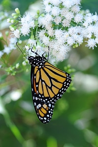 Butterfly grass plants monarch photo