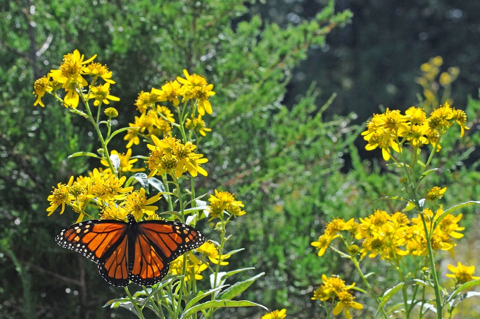 Butterfly crops grass plants