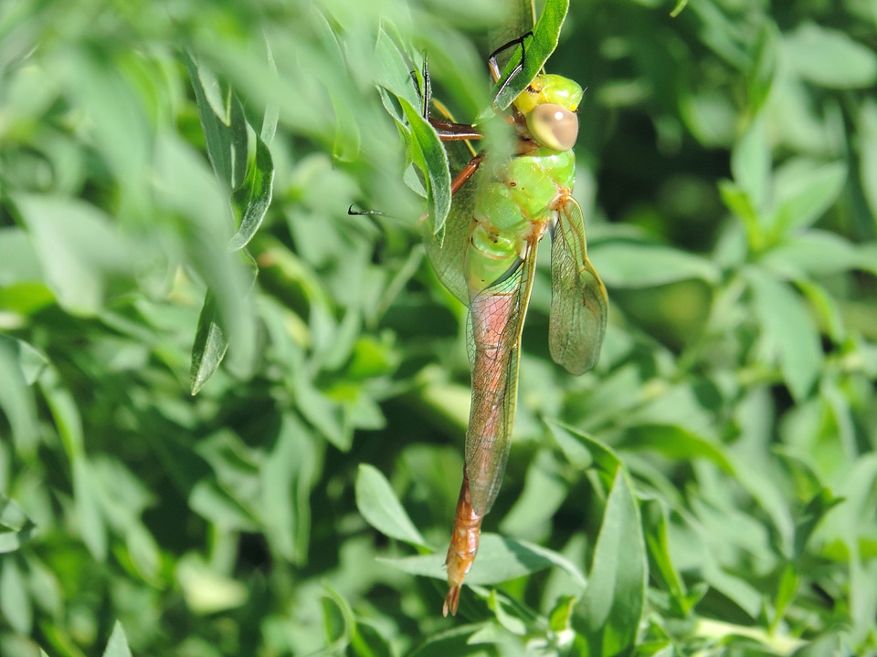 Bug dragonfly plant