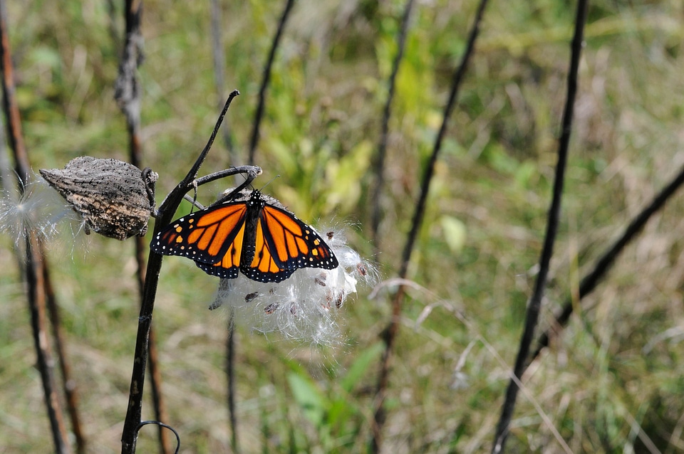 Blossoming bug butterfly