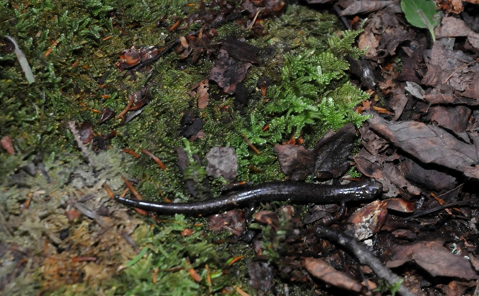 Lizard mountain Plethodon nettingi
