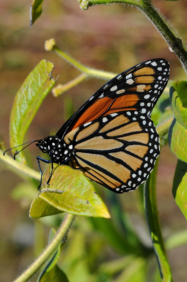 Blossom bug butterfly