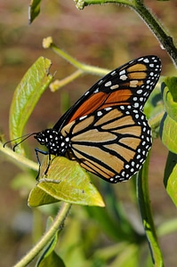 Blossom bug butterfly