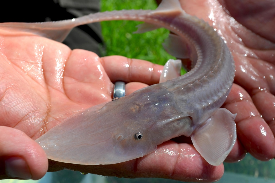 Acipenseridae Scaphirhynchinae fish juvenile