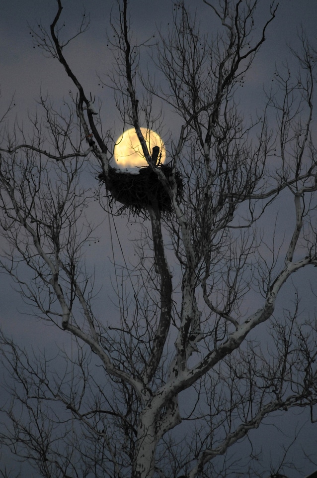 Eagle evening moon