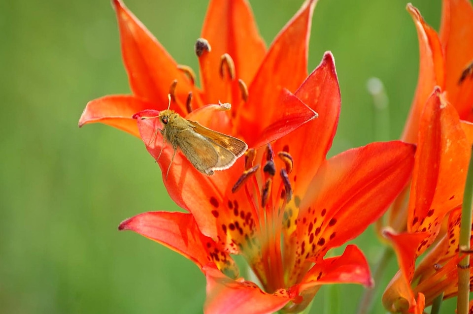 Beautiful Photo blossom bug