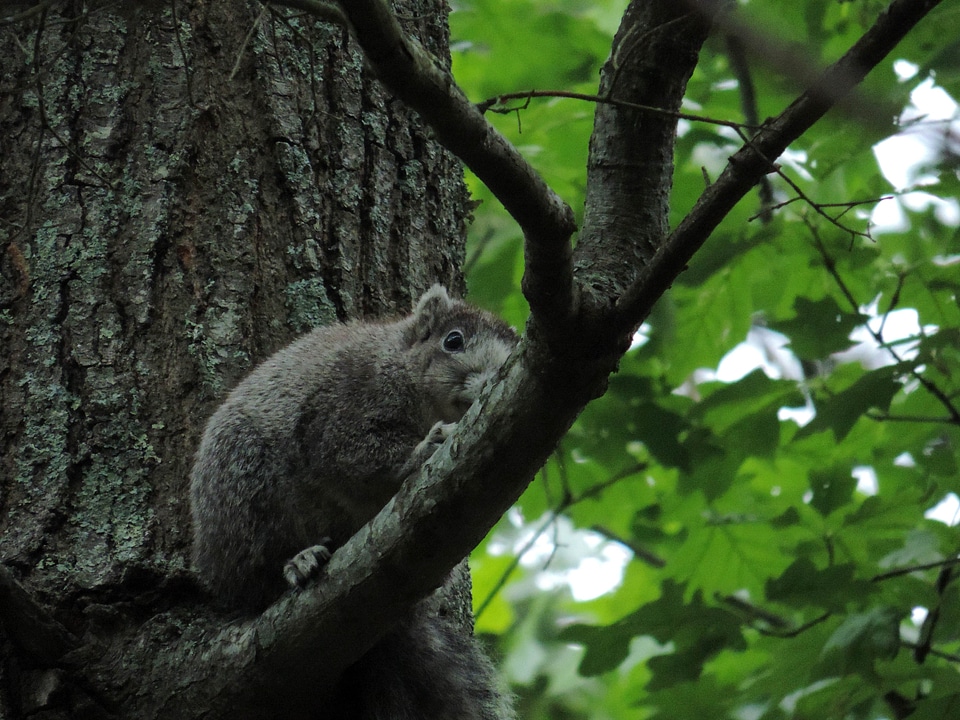 Chipmunk fox squirrel mammal