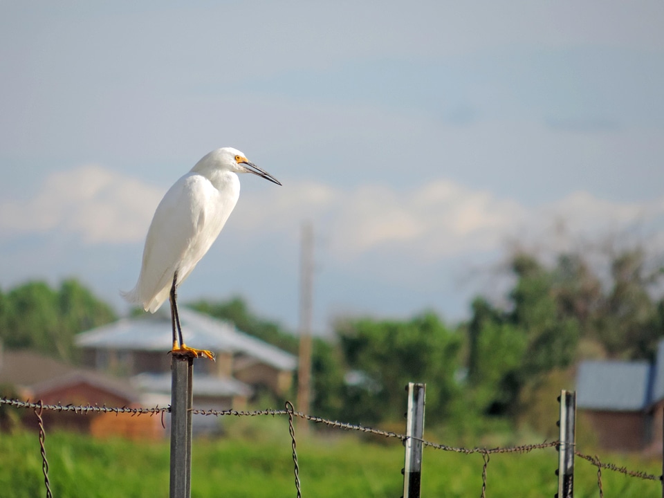 Barbed Wire bird egret