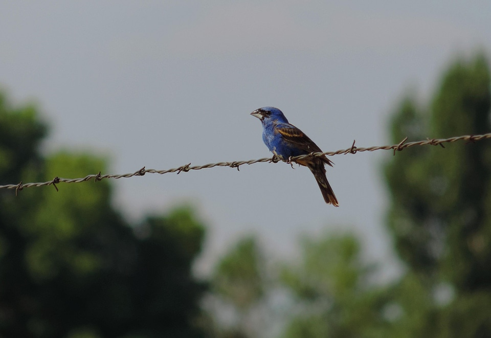 Barbed Wire bird blue
