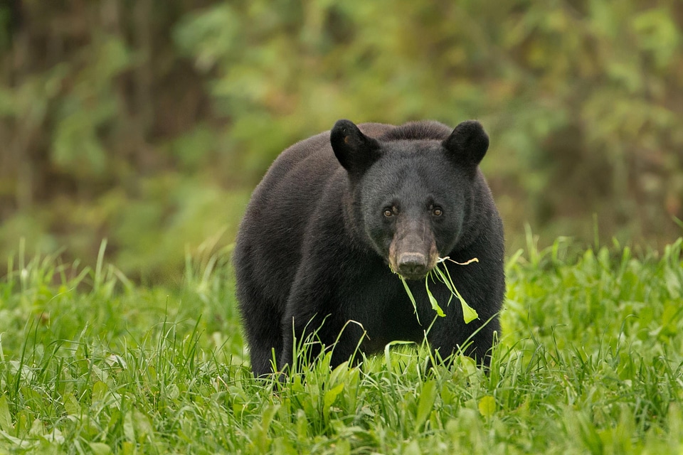 Animal bear beautiful photo