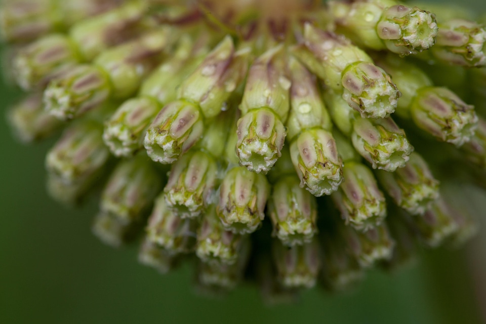 Beautiful Photo bud close