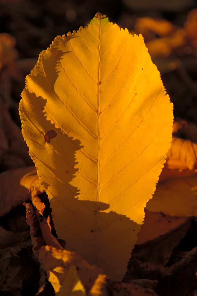 Autumn colours backlighting autumn