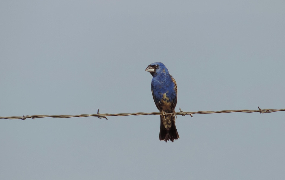 Animal barbed wire beautiful image