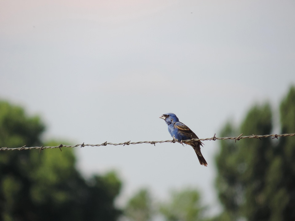 Barbed Wire bird blue