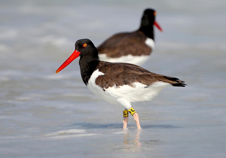 American animal bird