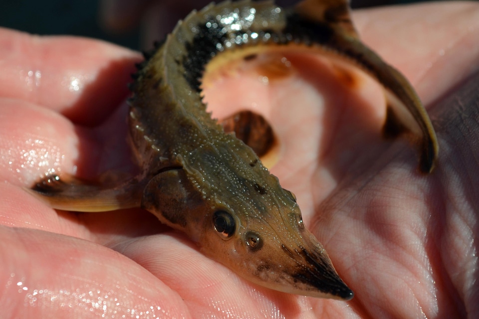 Acipenseridae Scaphirhynchinae fish juvenile