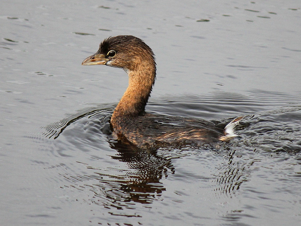 Aquatic Bird bird Podiceps nigricollis