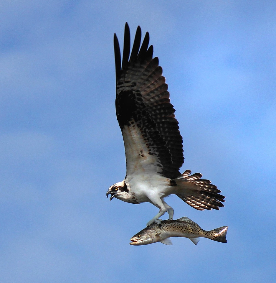 Bird flight largemouth