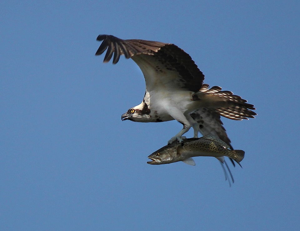 Mare osprey Salmo trutta