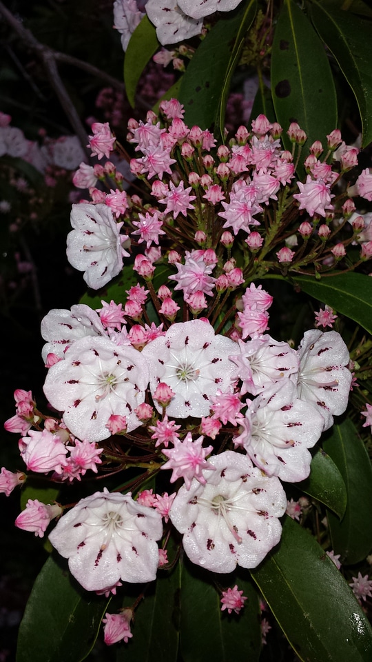 Beautiful bloom blossoming