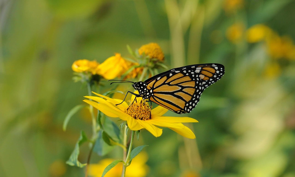 Beautiful Image beautiful photo bloom