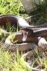 Coachwhip reptile snake