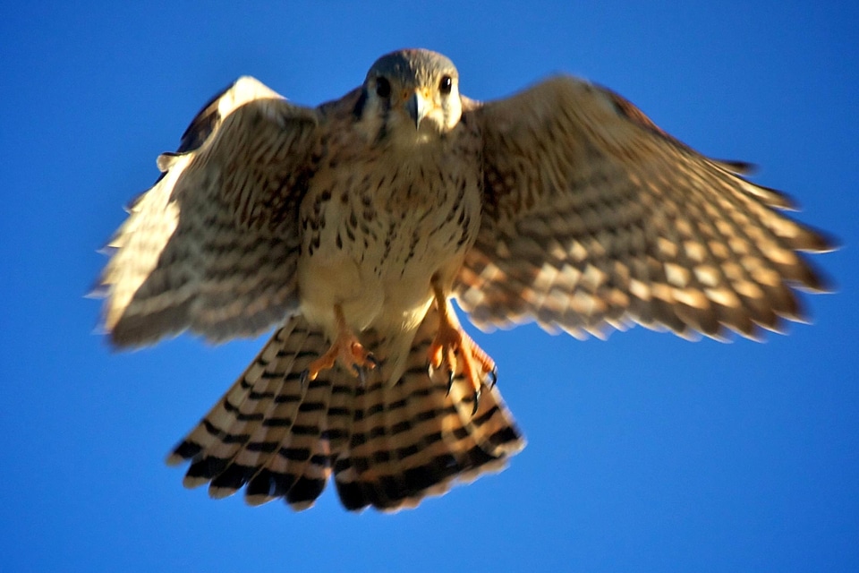 American bird falcon