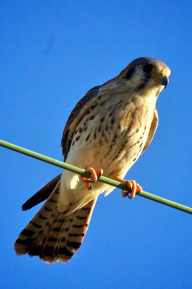 American bird falcon photo