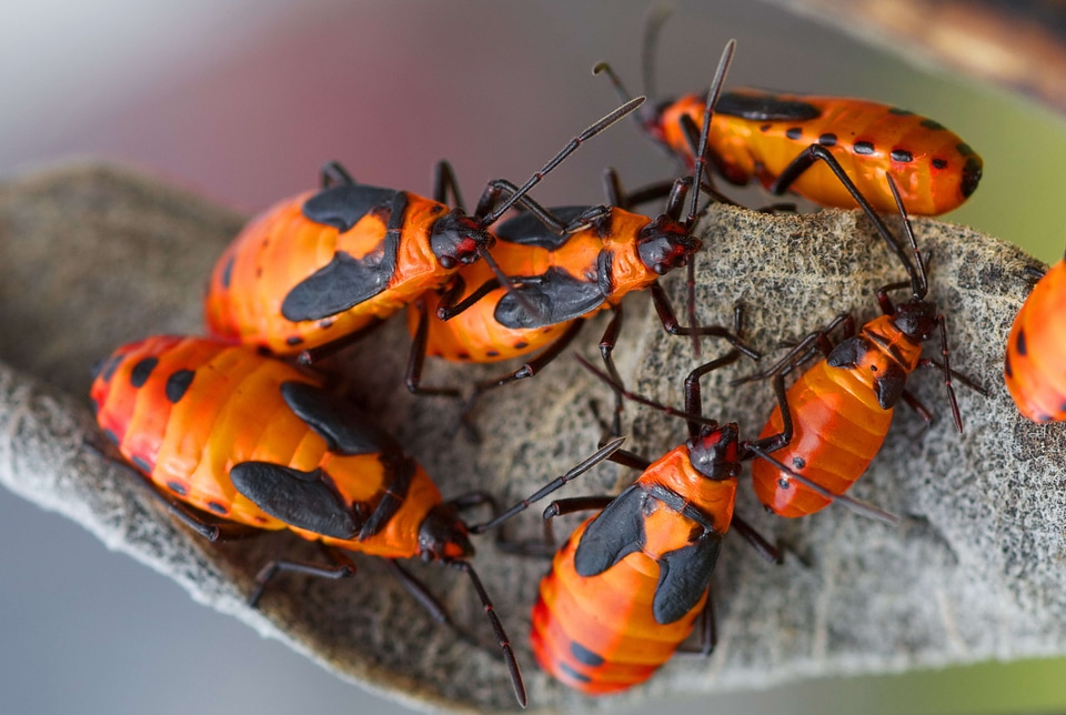 Asclepias Syriaca beautiful photo beetle