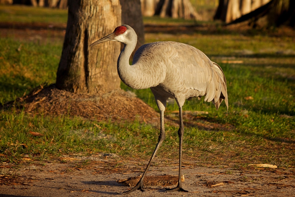 Animal beautiful photo bird