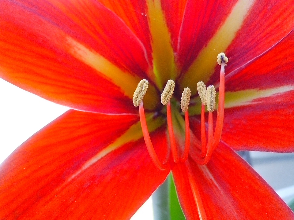Blossoming nectar petals
