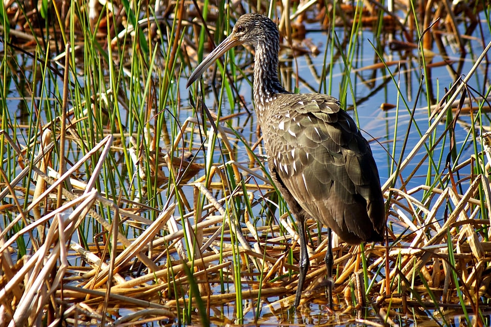 Bird courlan crying