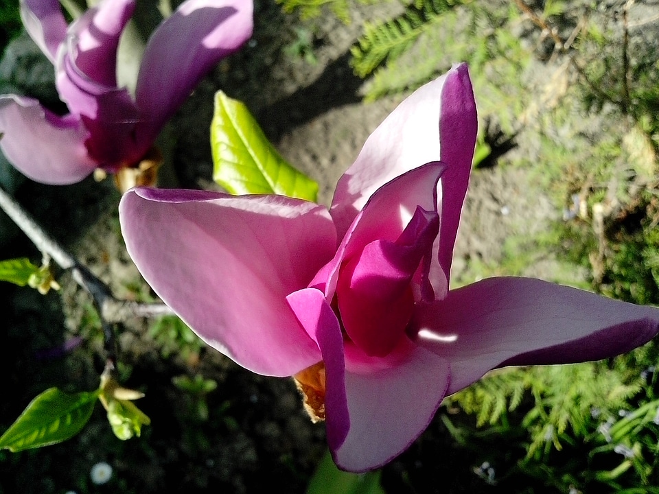 Beautiful Photo bloom blossom