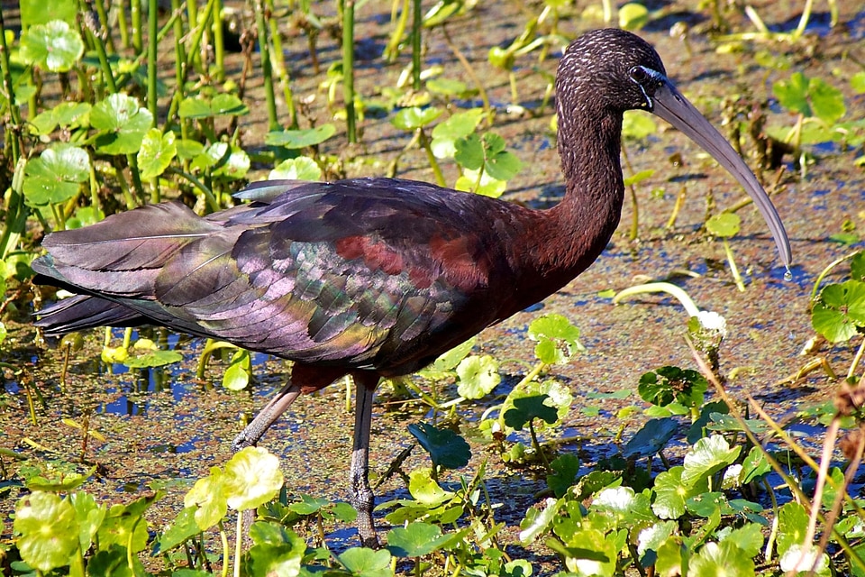 Bird glossy shining