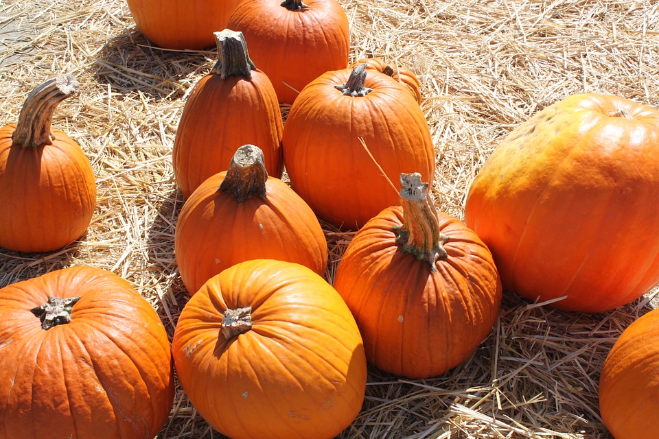 Autumn Cucurbita moschata feed