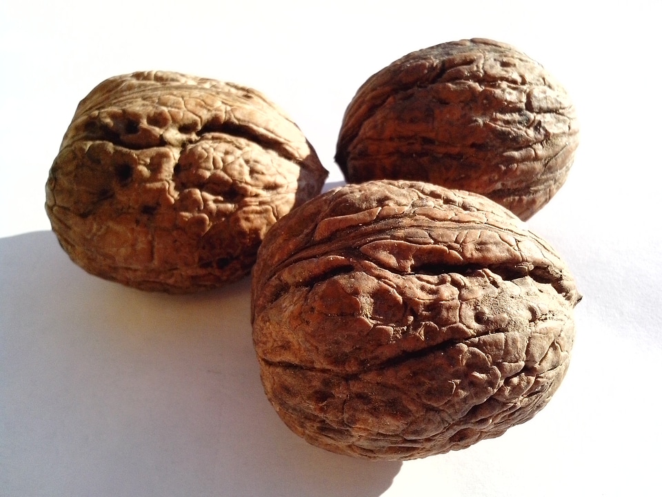 Background fruit plant