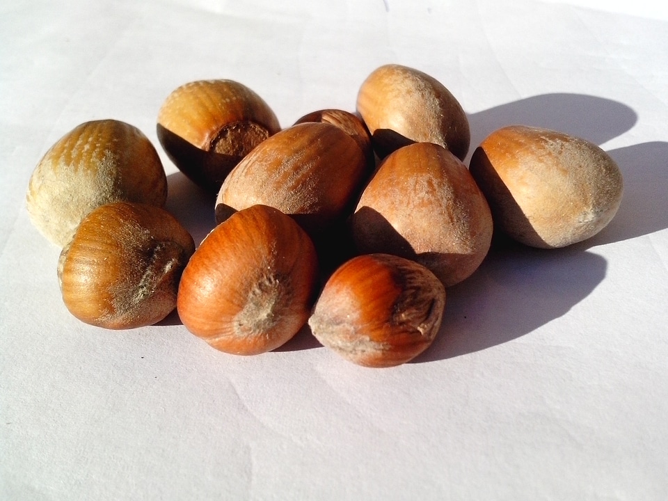 Beautiful Photo fruit hazelnut