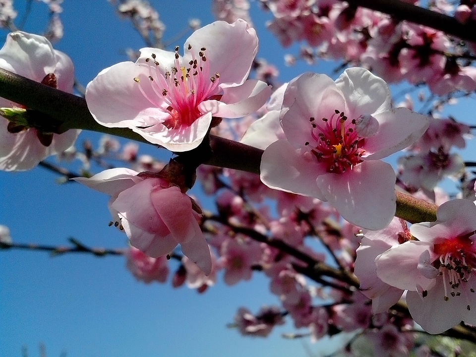 Background flowers hour
