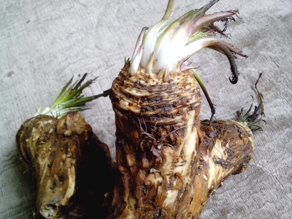 Plant root 