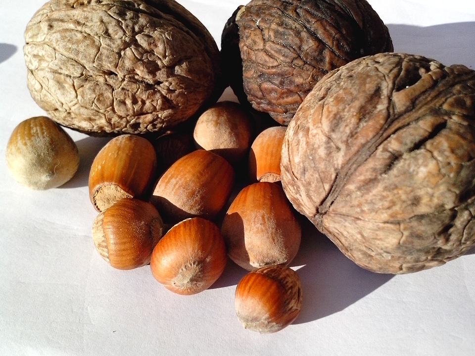 Crops fruit hazelnut
