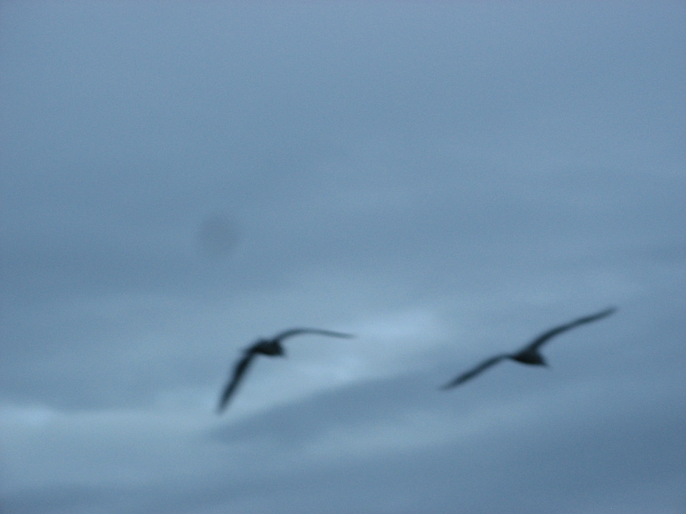 Artistic bird blue