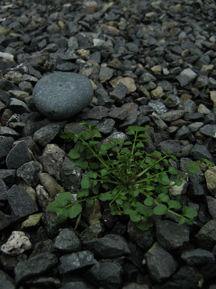 Bottom grass plants gravels