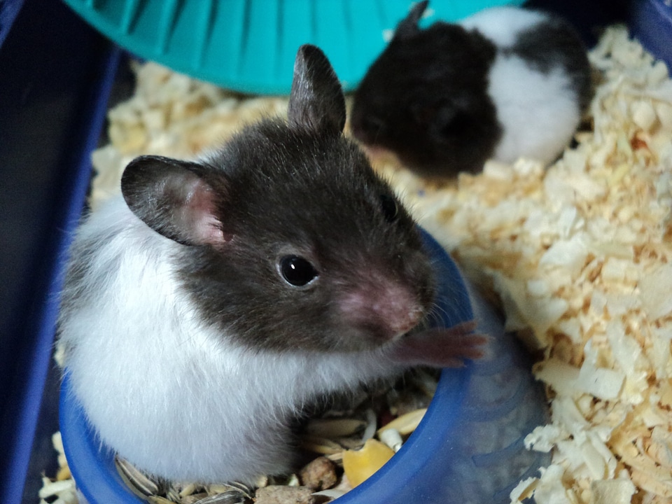 Animal cage hamster